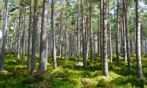 Pakohuonepeliä metsässä